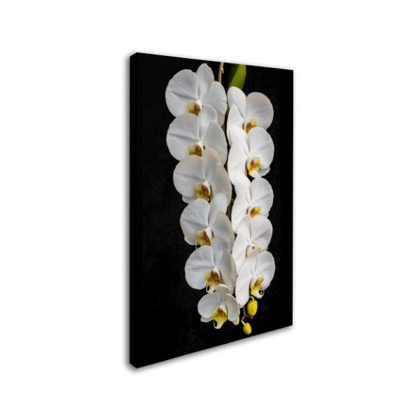 Kurt Shaffer 'Orchid Swag' Canvas Art,16x24